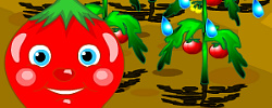 Uncover Tomato