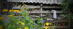 Garden Door